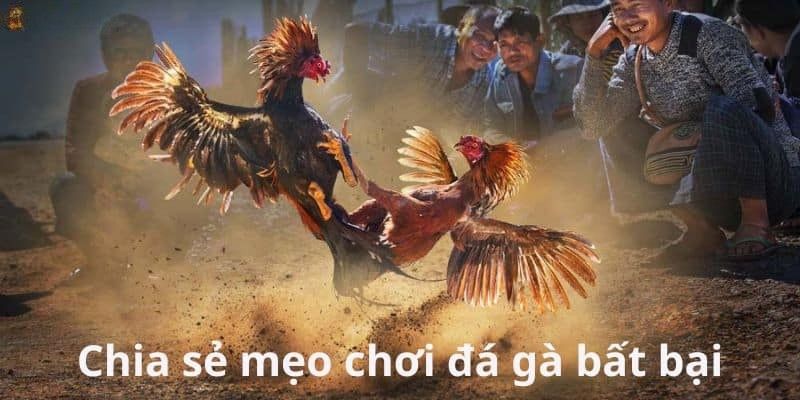 Bí Quyết Chơi Đá Gà Dành Cho Tân Thủ Thiếu Kinh Nghiệm